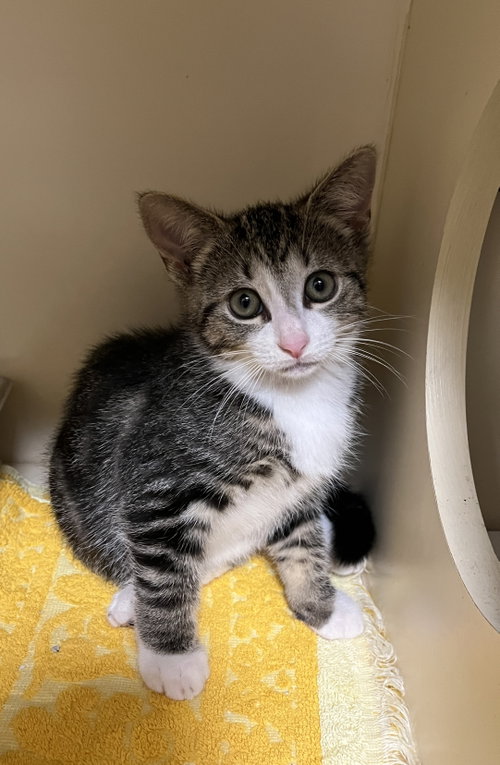 Texas, an adoptable Domestic Short Hair in Lancaster, PA