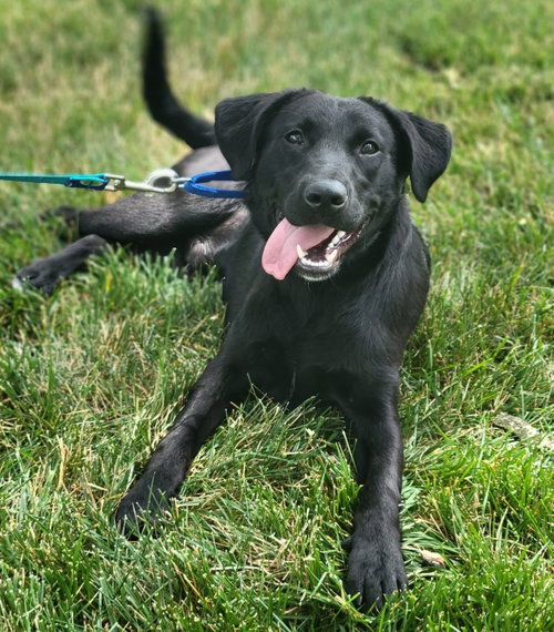 Rico, an adoptable Labrador Retriever in Lancaster, PA