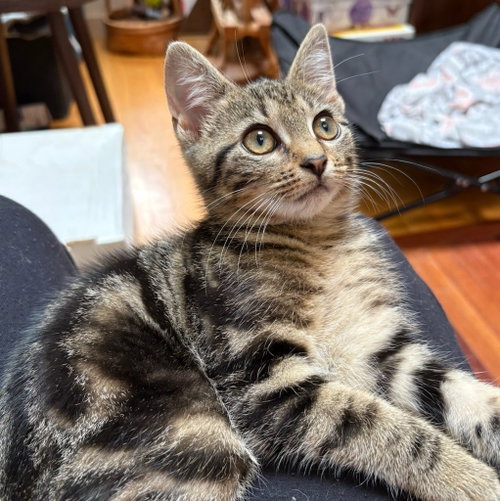 Plankton, an adoptable Domestic Short Hair in Lancaster, PA