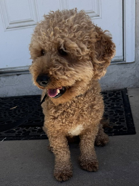 Samson