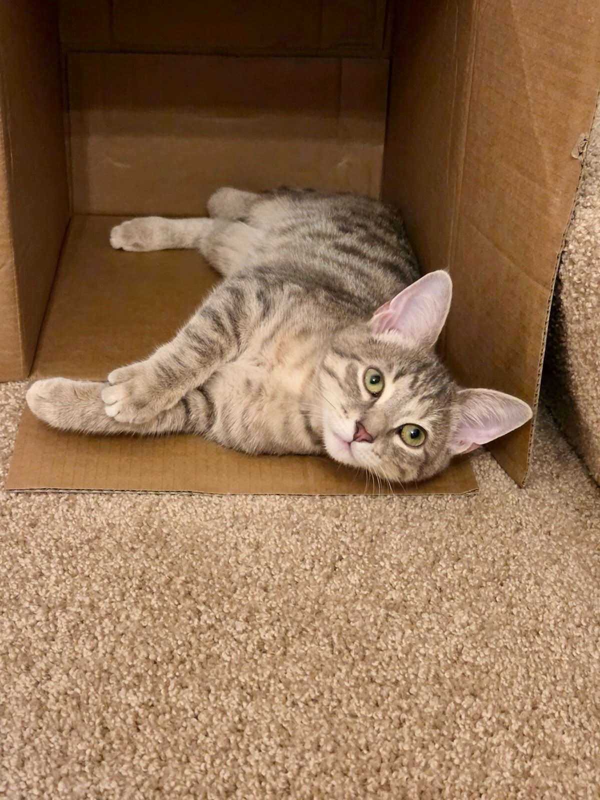 Thunder, Domestic Short Hair