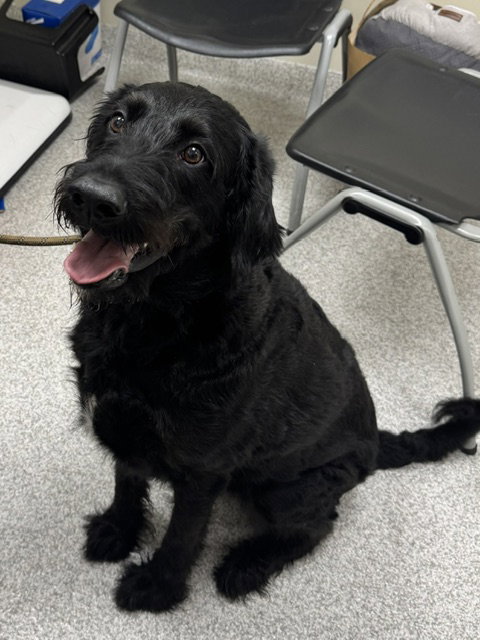 Oreo, an adoptable Labrador Retriever in Lancaster, PA