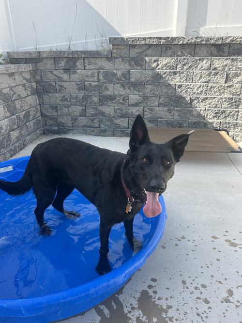 Stormie, an adoptable German Shepherd Dog in Lancaster, PA