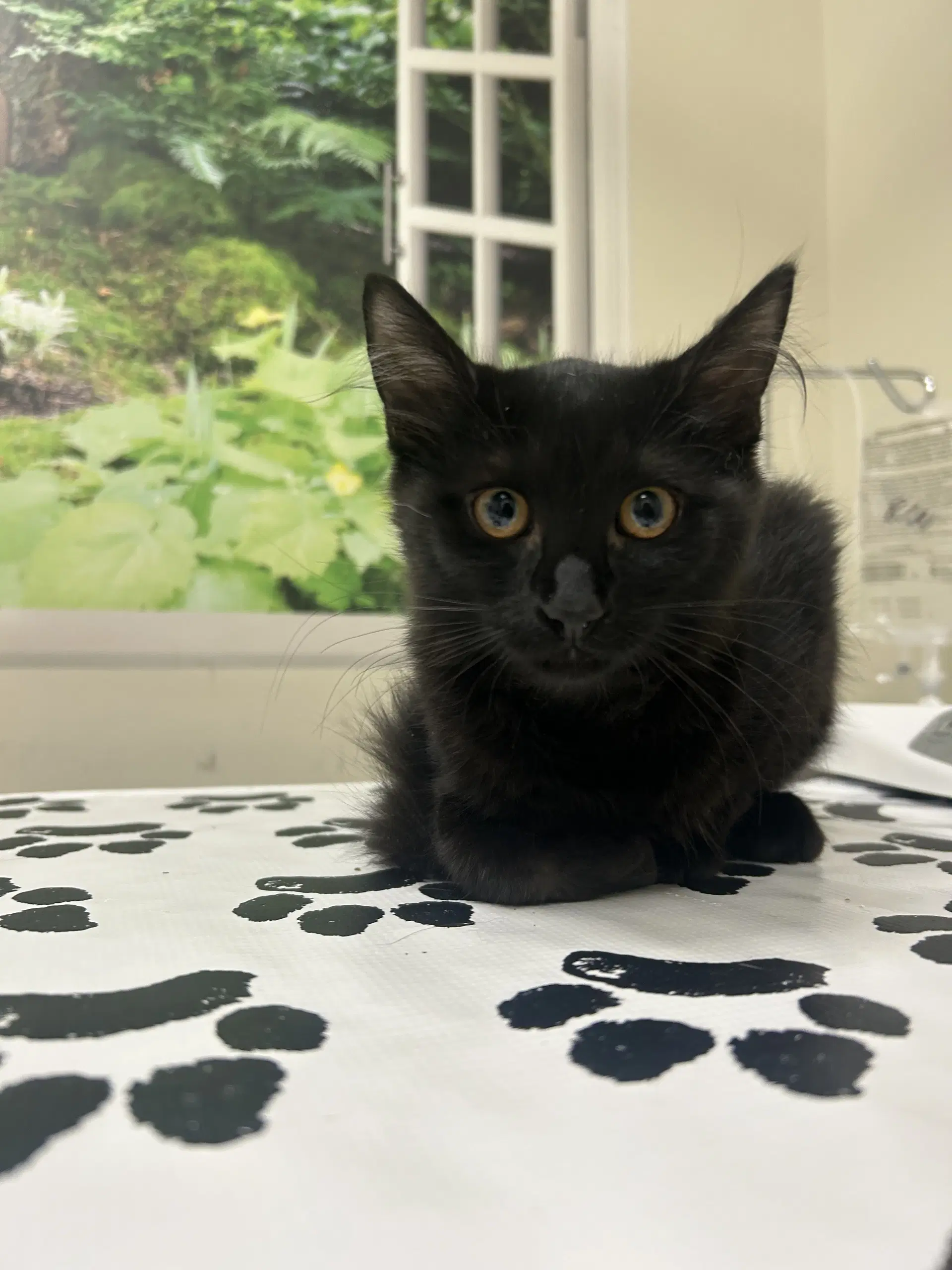 Jill - Domestic Medium Hair