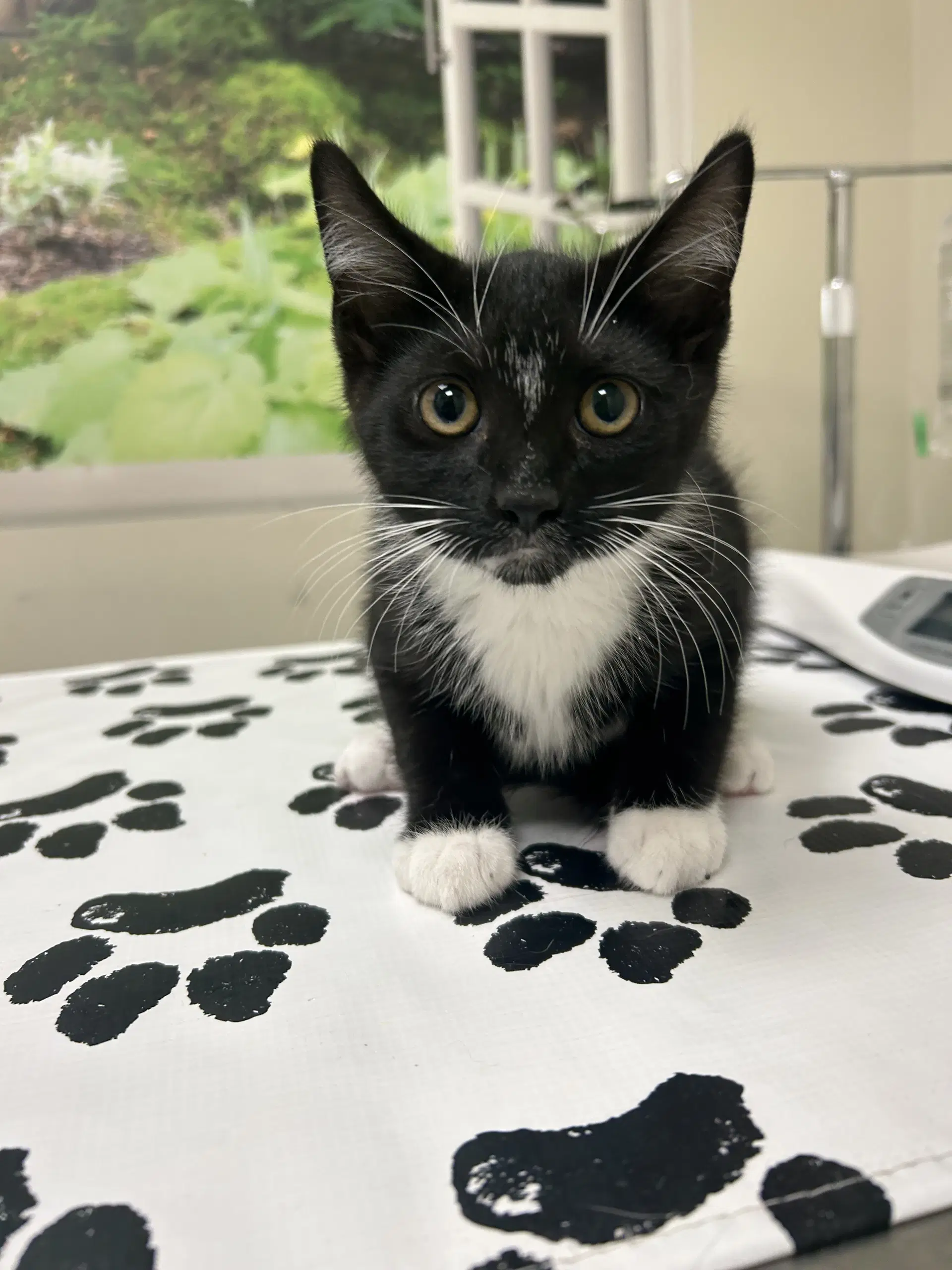 Major - Domestic Short Hair