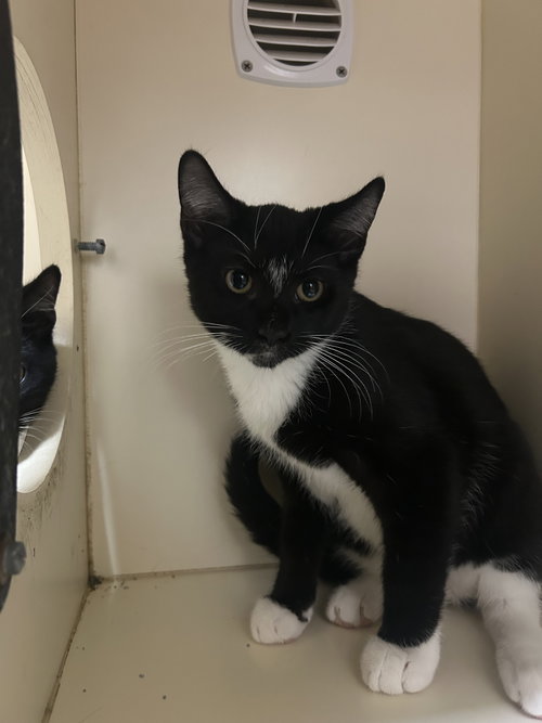 picture of the cat needing adoption