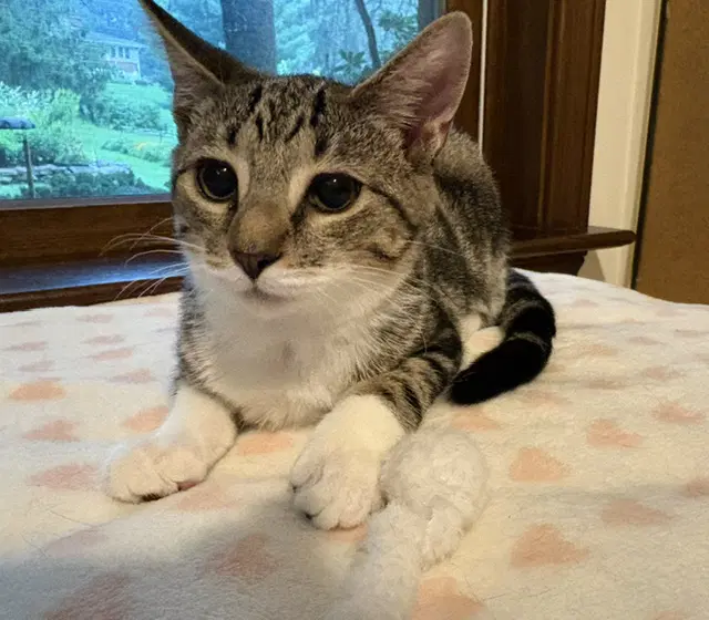 Habenero - Domestic Short Hair
