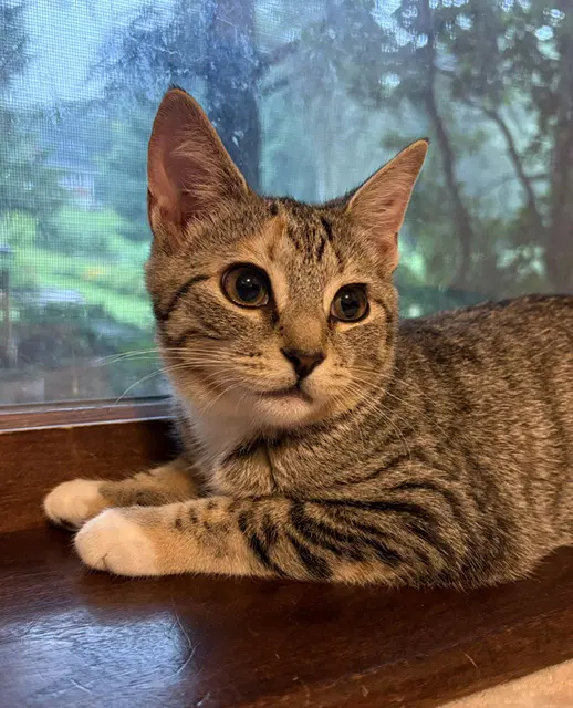 Jalepeno - Domestic Short Hair