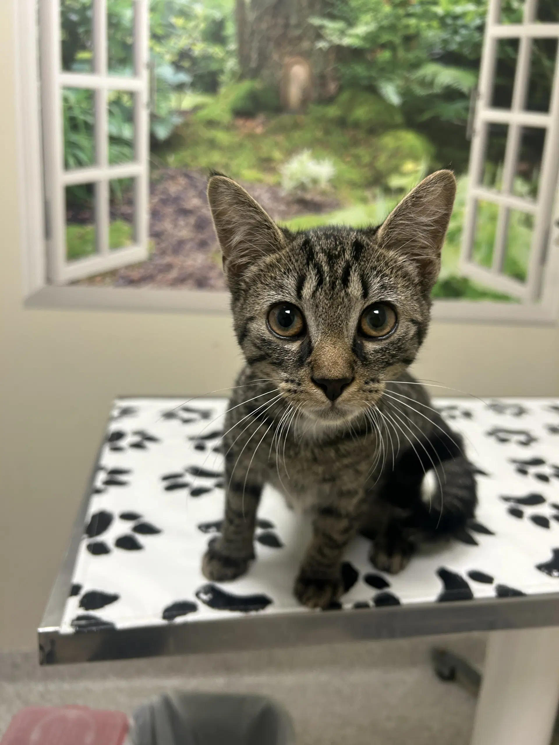 Maxwell - Domestic Short Hair