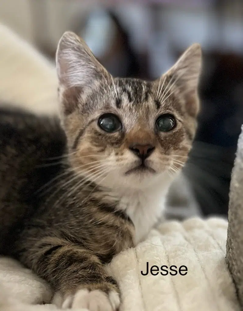 Jesse - Domestic Short Hair