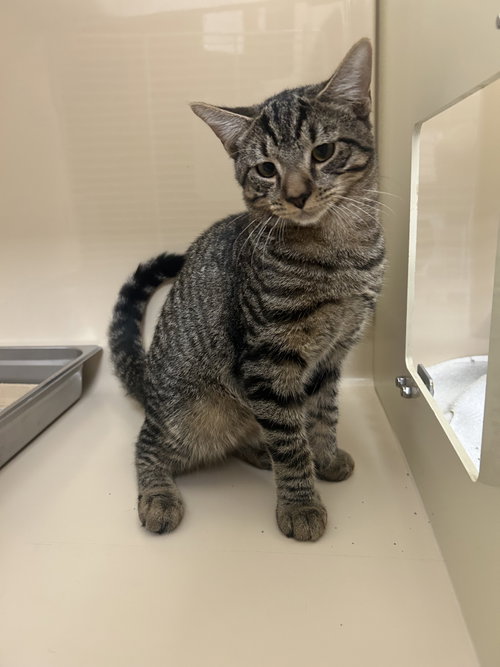 picture of the cat needing adoption