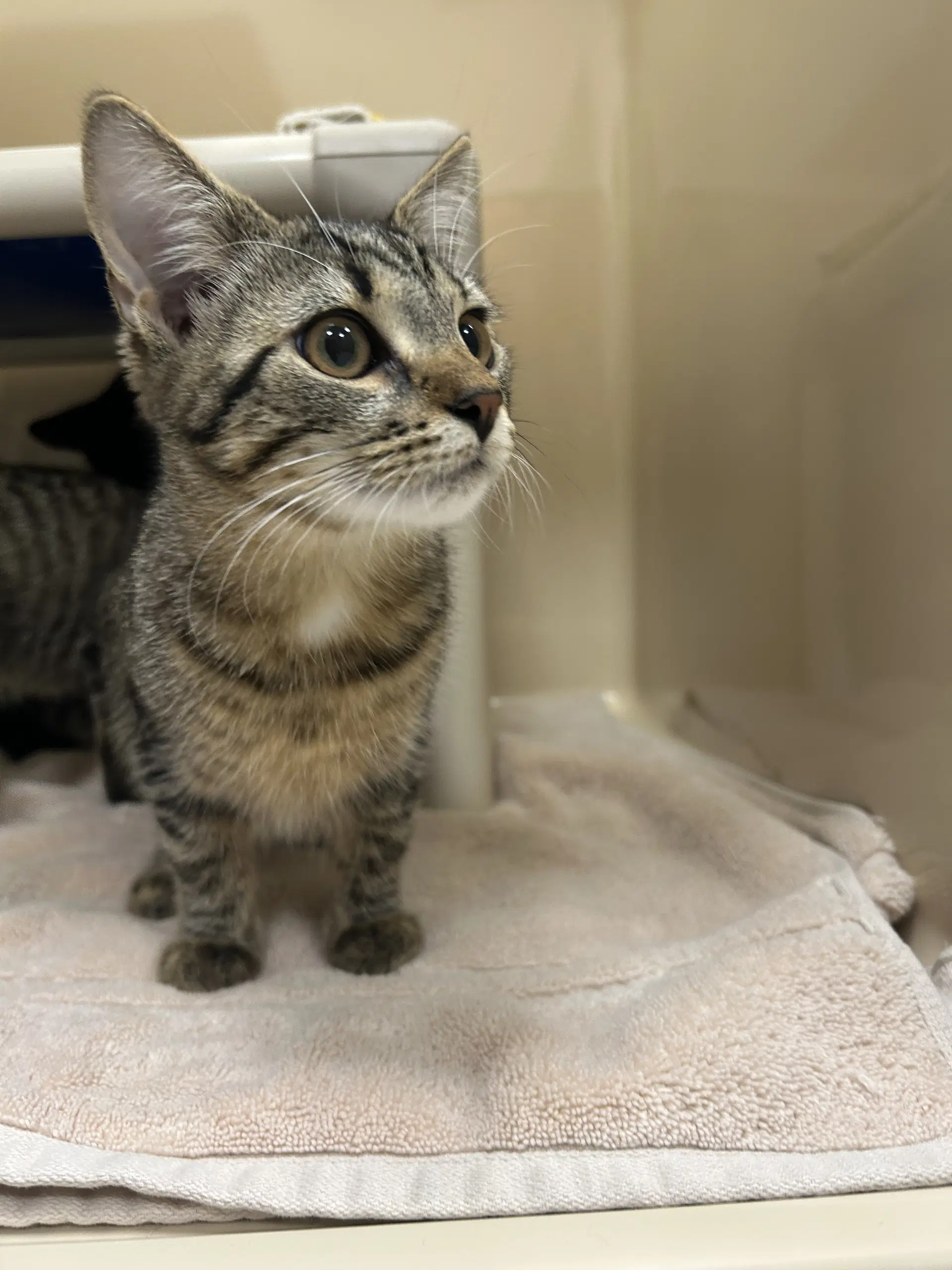 Sun Ray - Domestic Short Hair