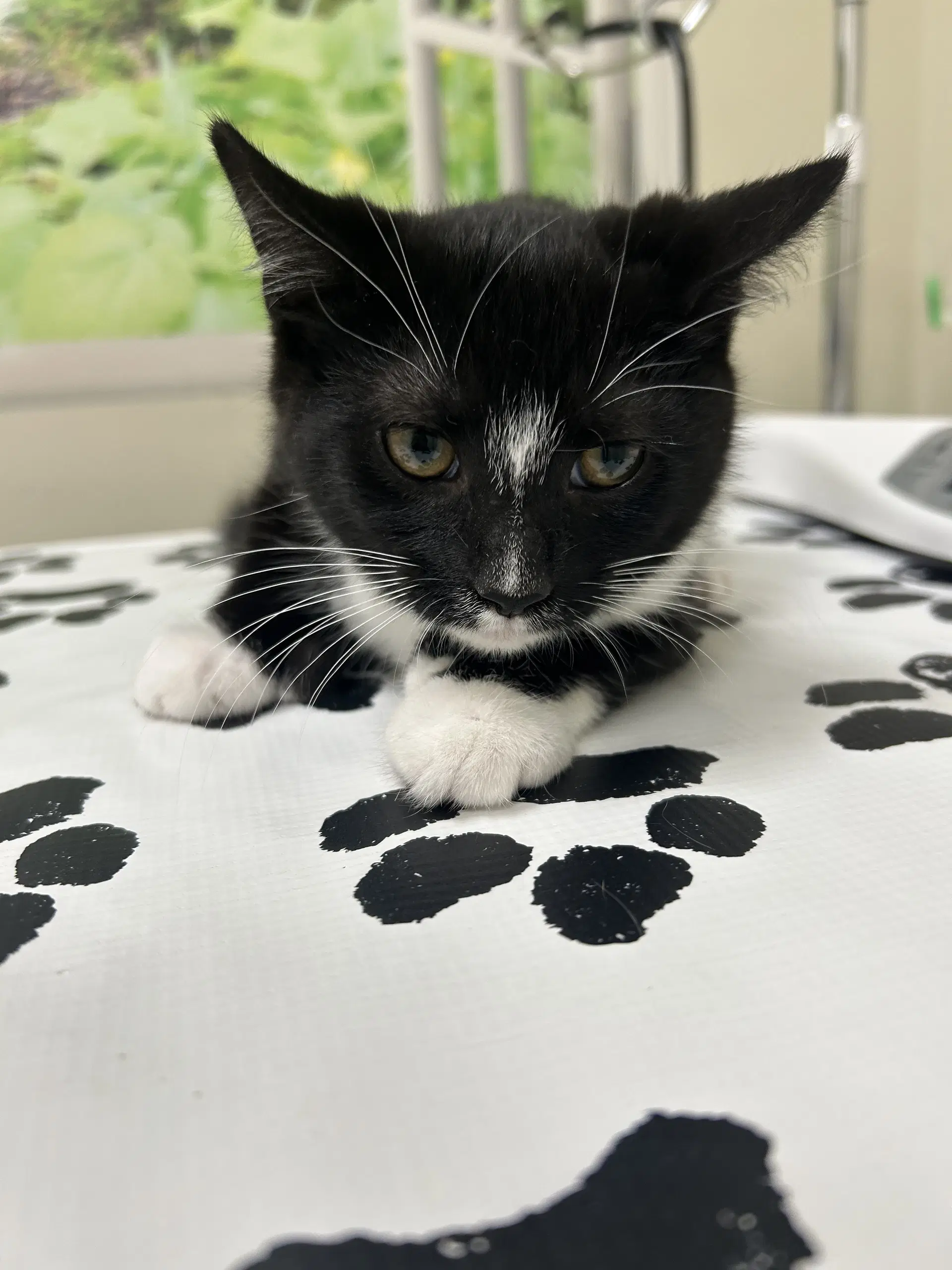 Murdoc - Domestic Short Hair