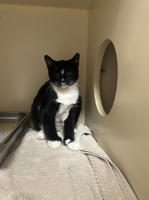 picture of the cat needing adoption