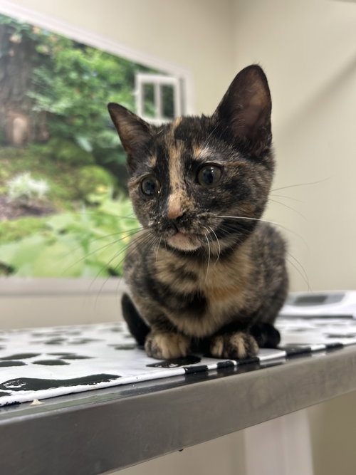 picture of the cat needing adoption