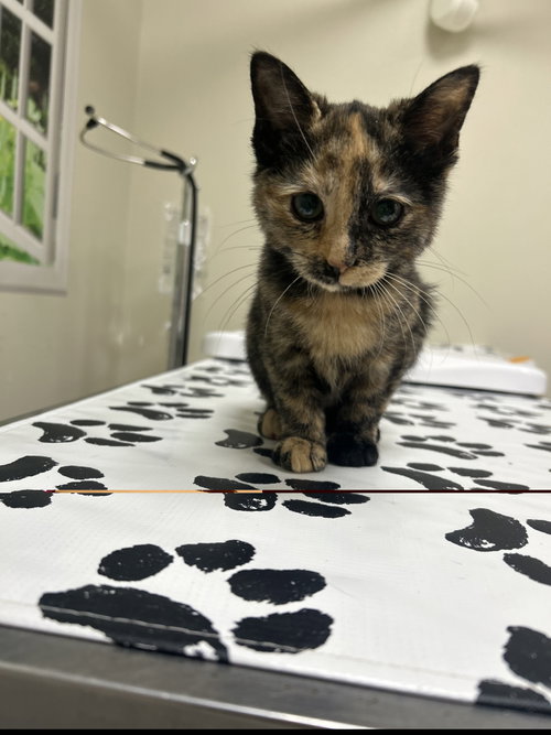 picture of the cat needing adoption
