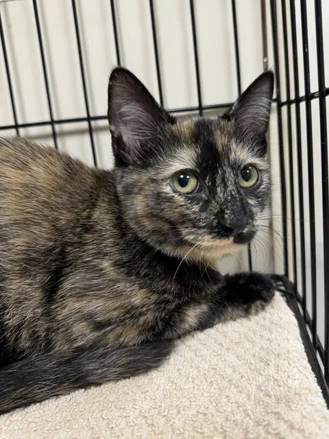 Ring - Domestic Short Hair