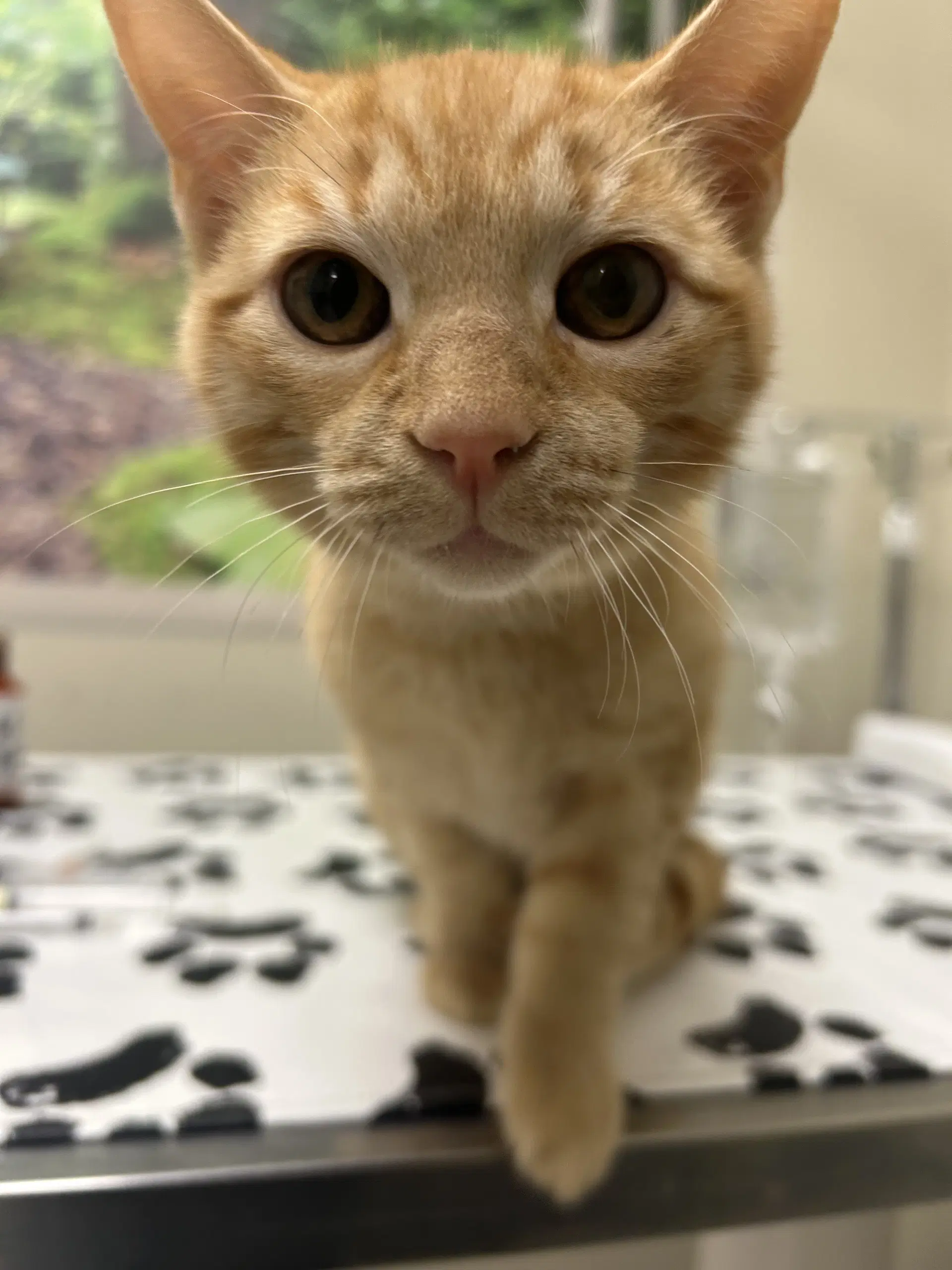 Kit - Domestic Short Hair