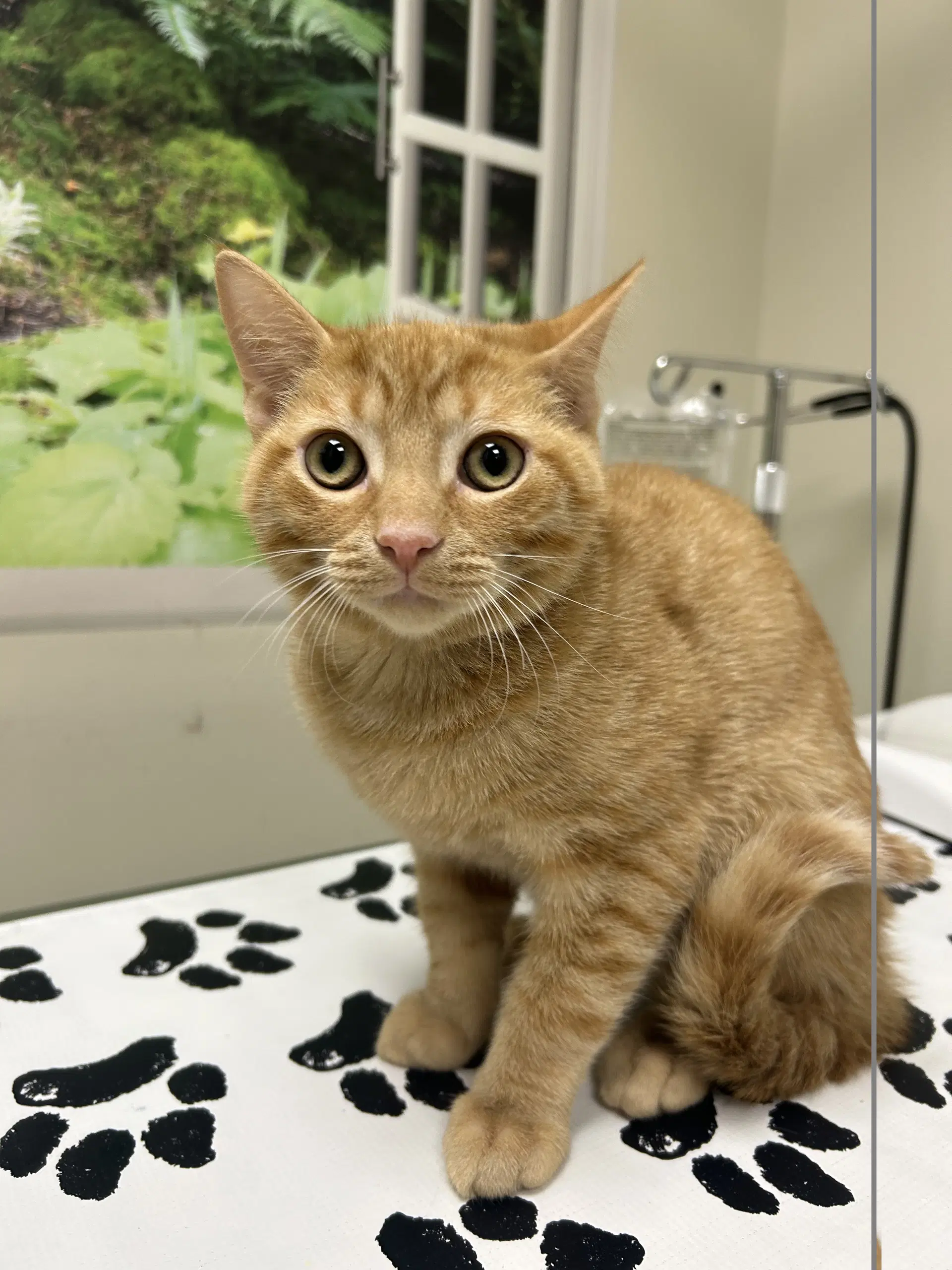 Ovi - Domestic Short Hair