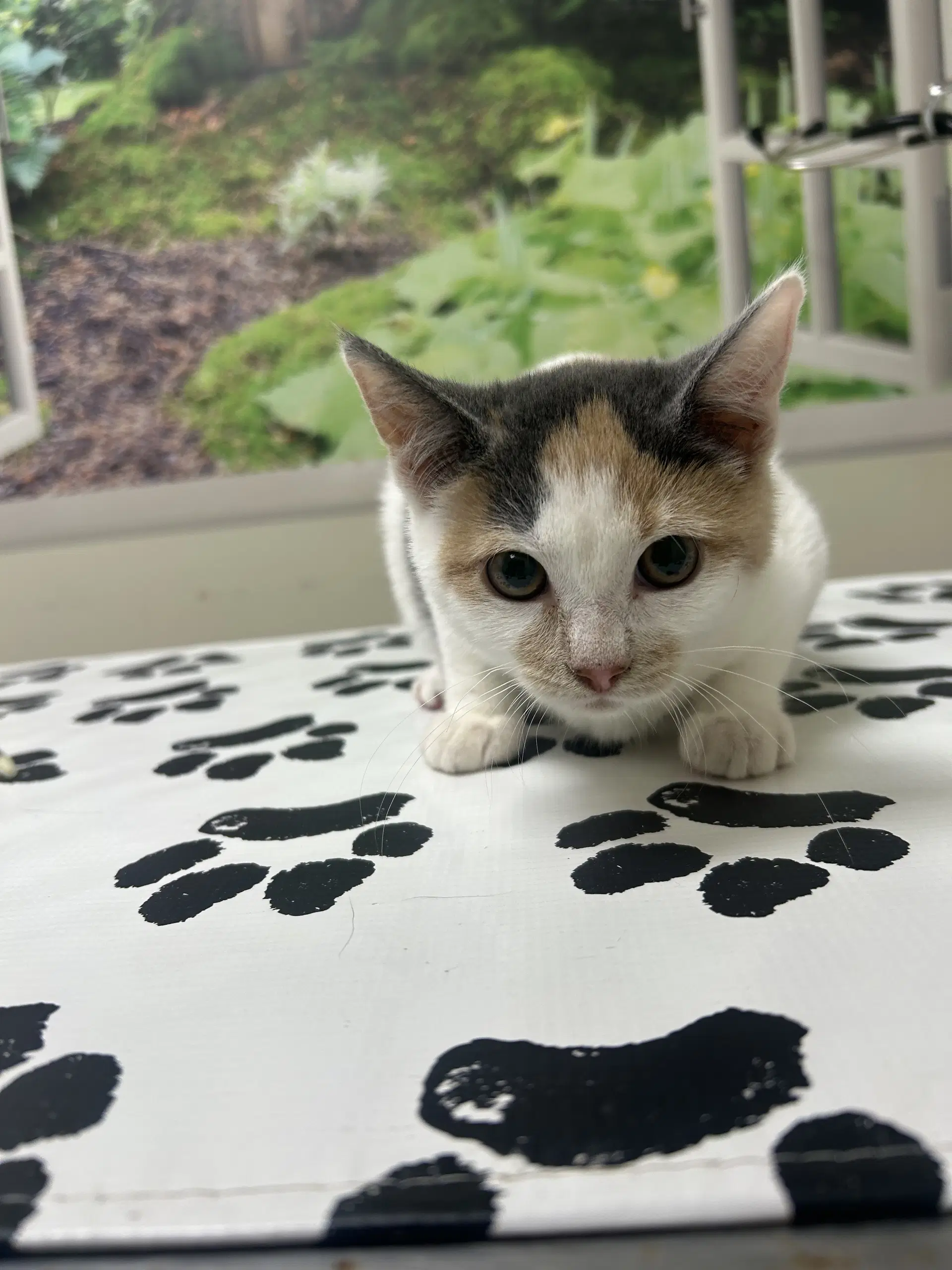 Willow - Domestic Short Hair
