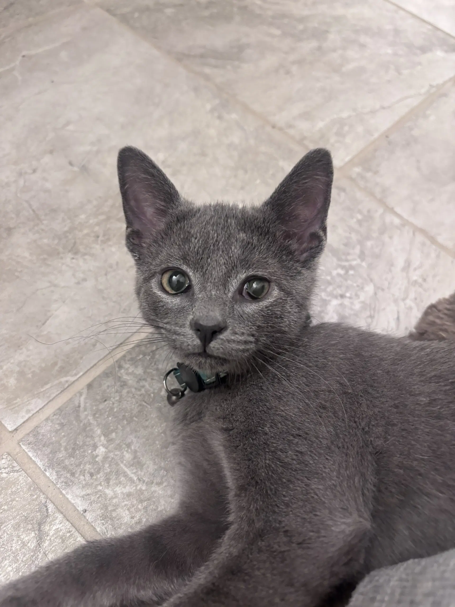 Seth - Domestic Short Hair