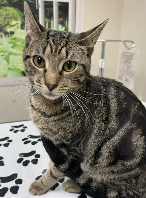 Moose - Domestic Short Hair