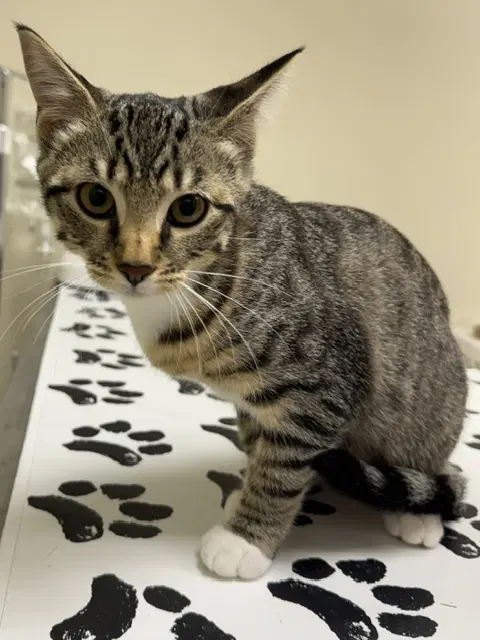 Tigress - Domestic Short Hair