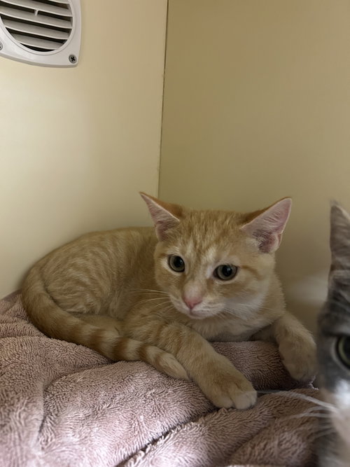 picture of the cat needing adoption