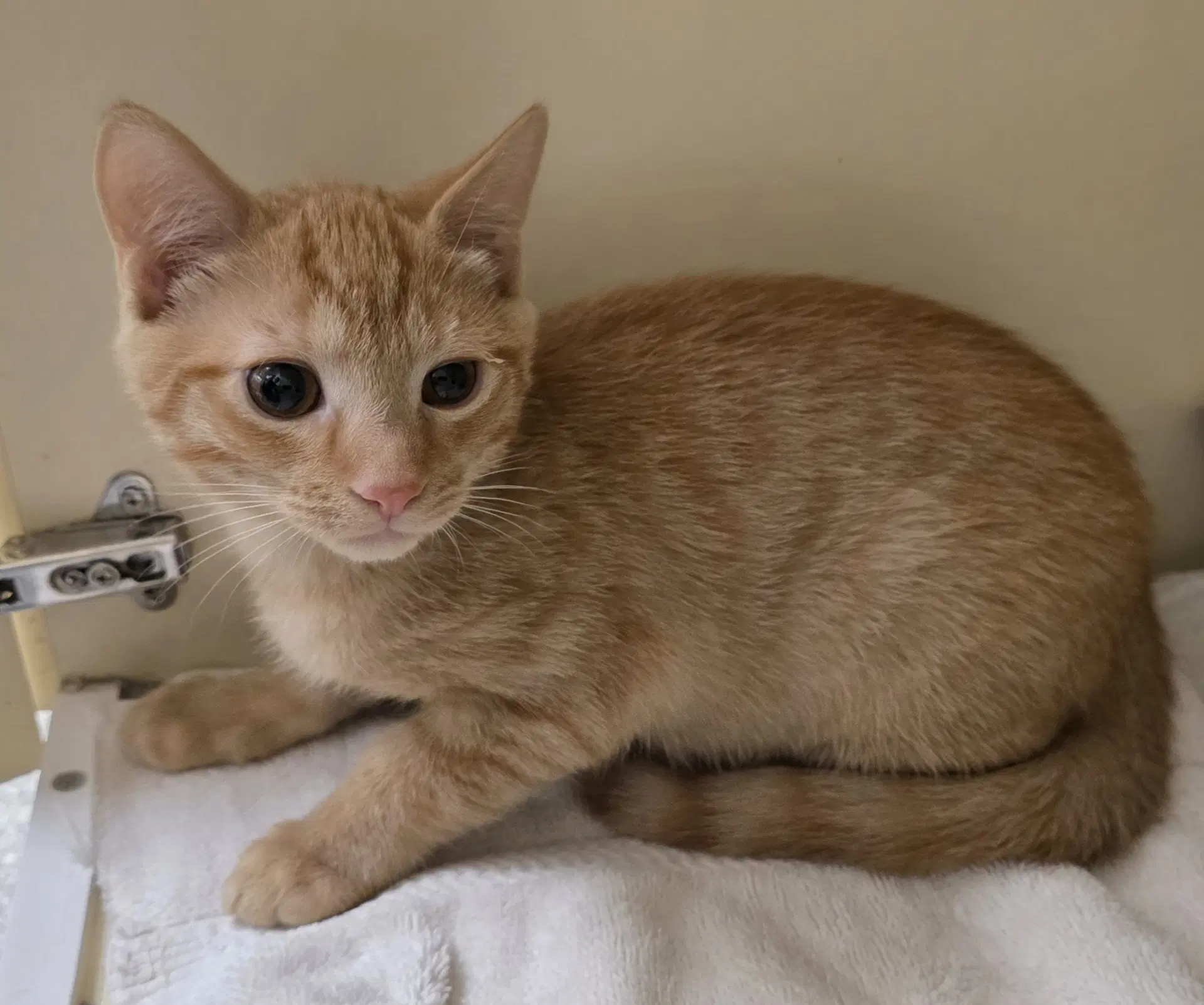 Rusty - Domestic Short Hair
