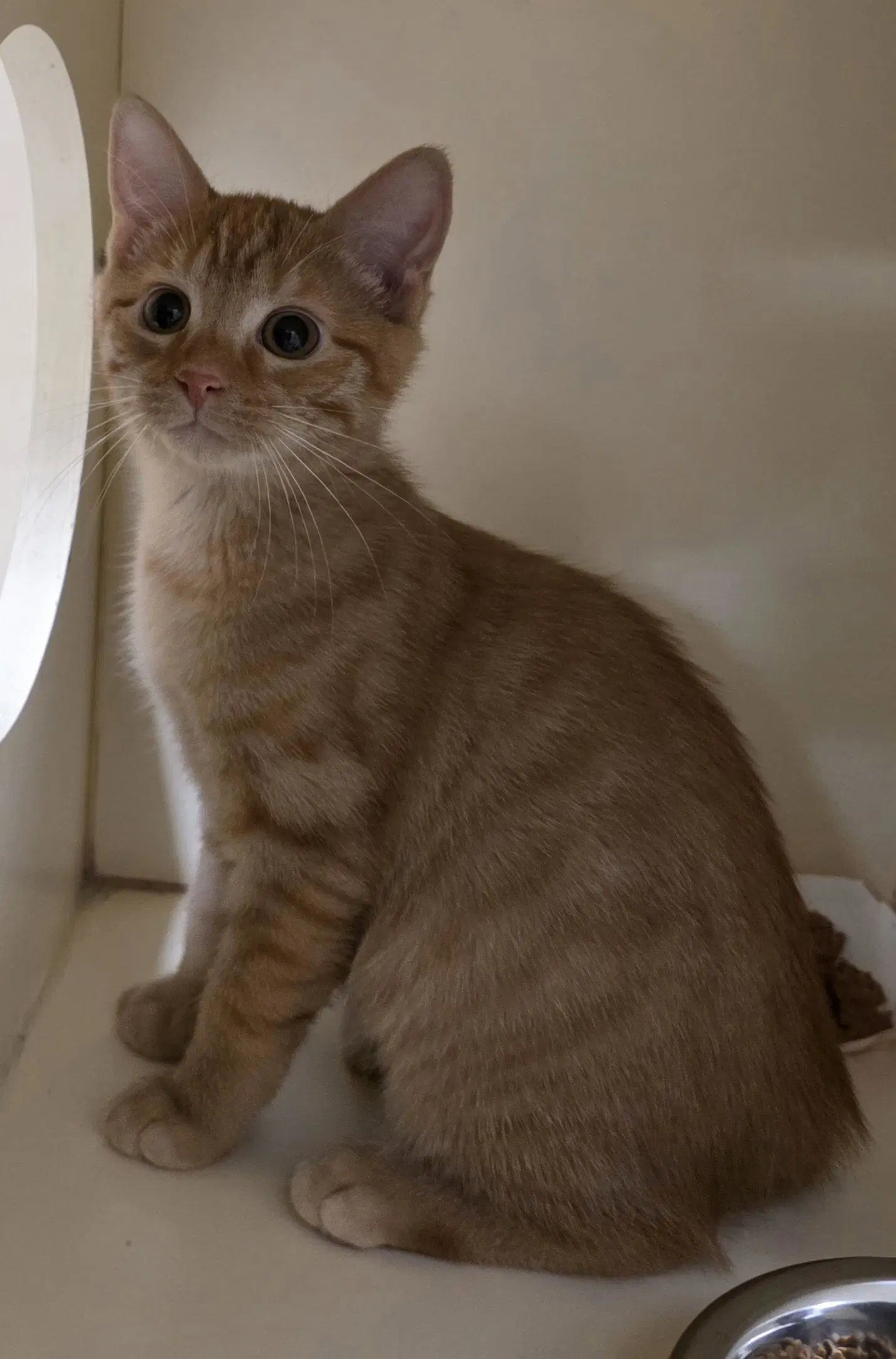 Rusty - Domestic Short Hair