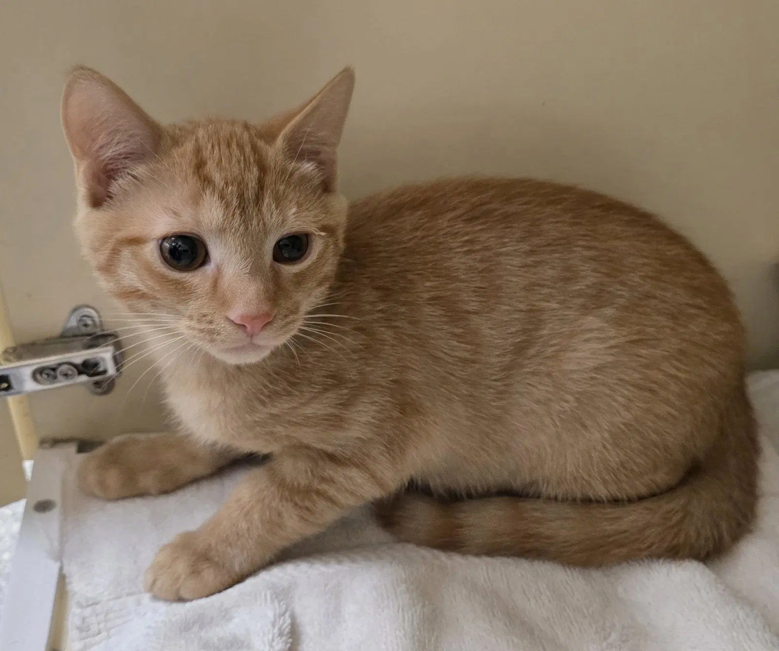 Turbo Two - Domestic Short Hair