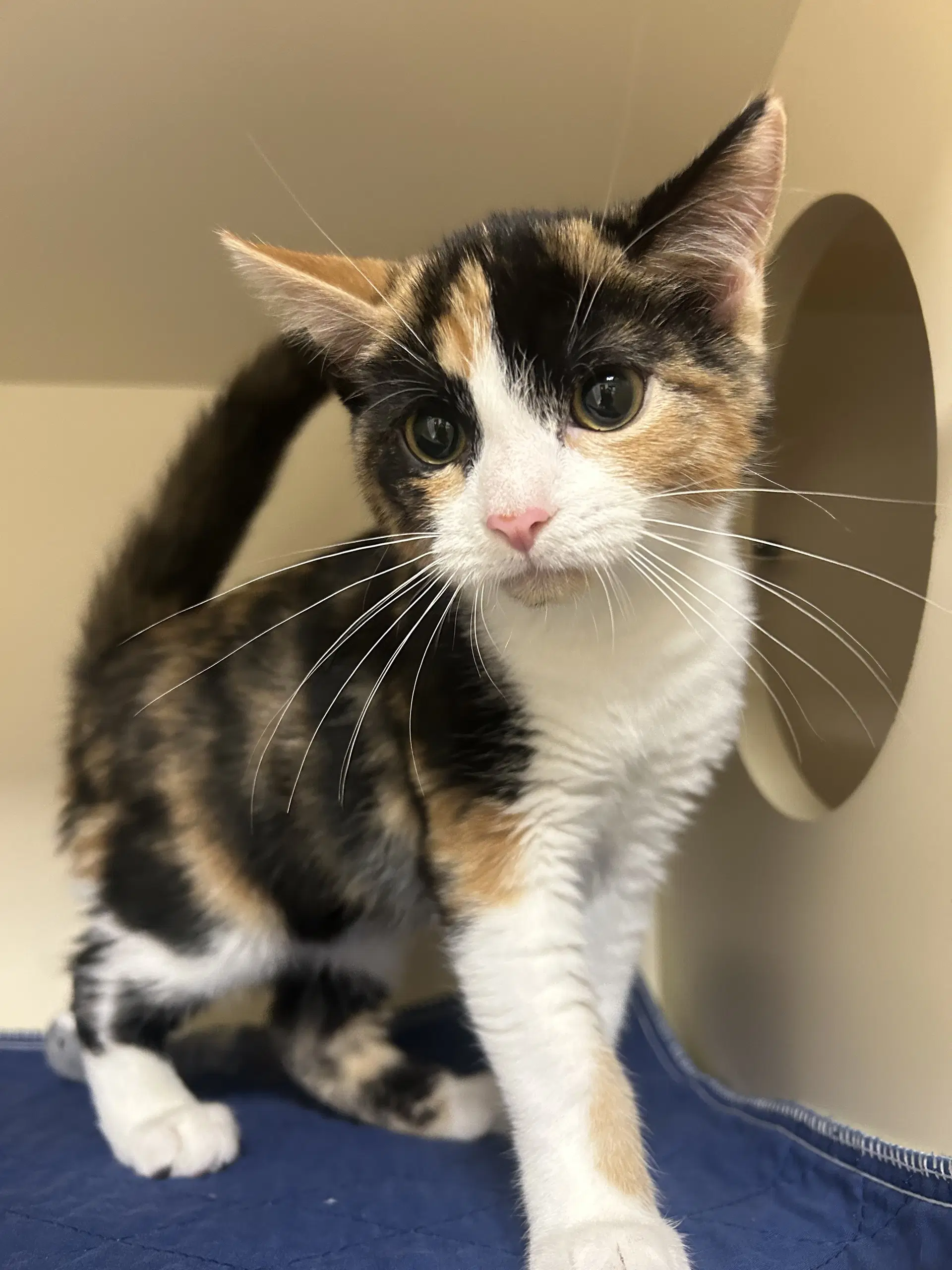 Sallie - Domestic Short Hair