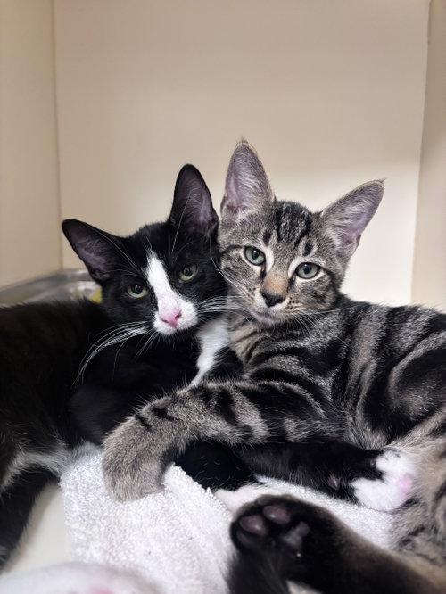 picture of the cat needing adoption