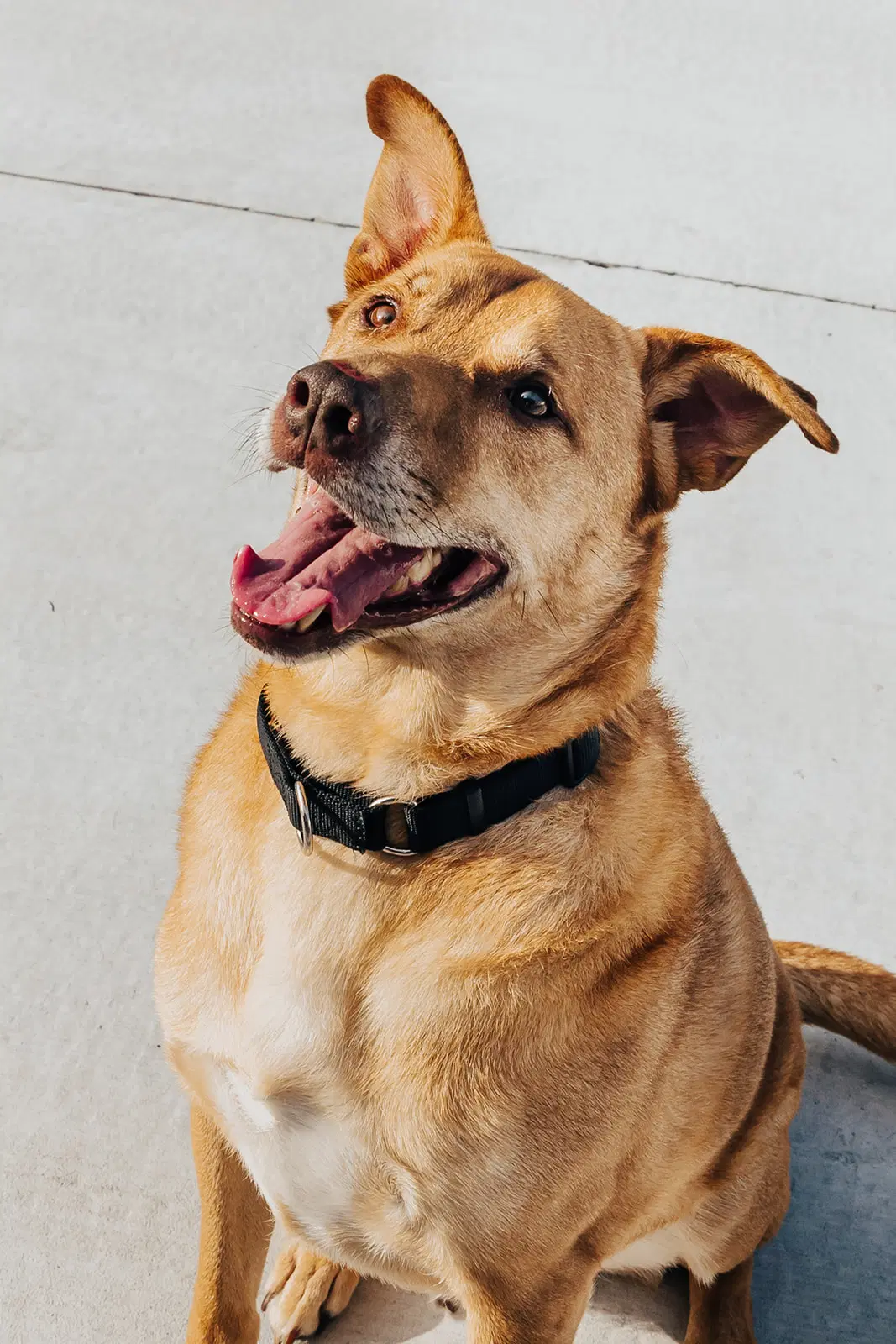 Pete - Labrador Retriever