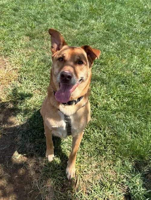 picture of the dog needing adoption