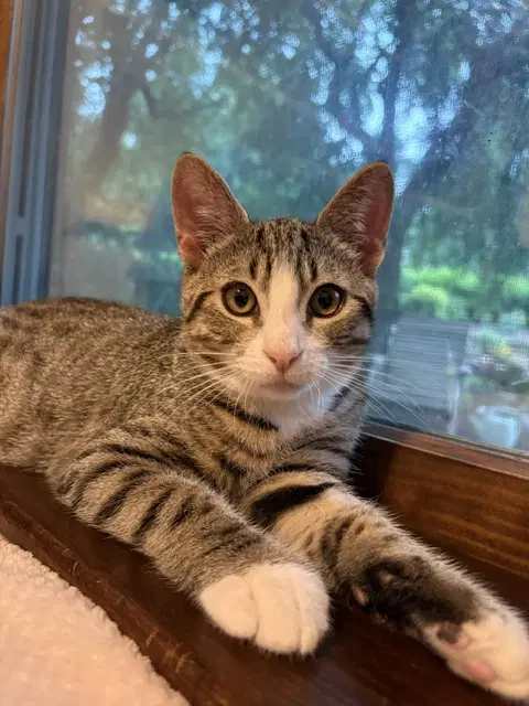 Teddy - Domestic Short Hair