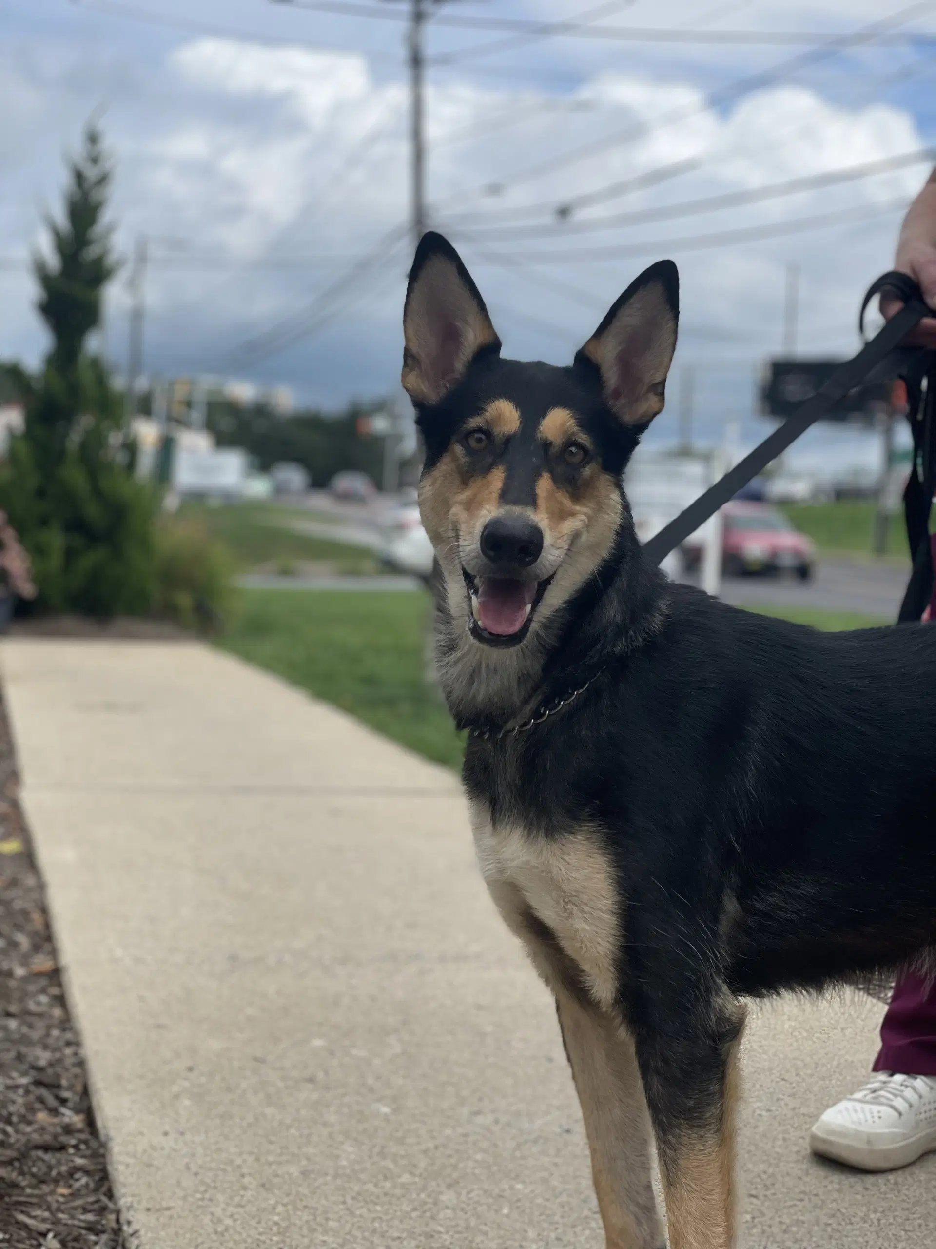Mollie - Collie