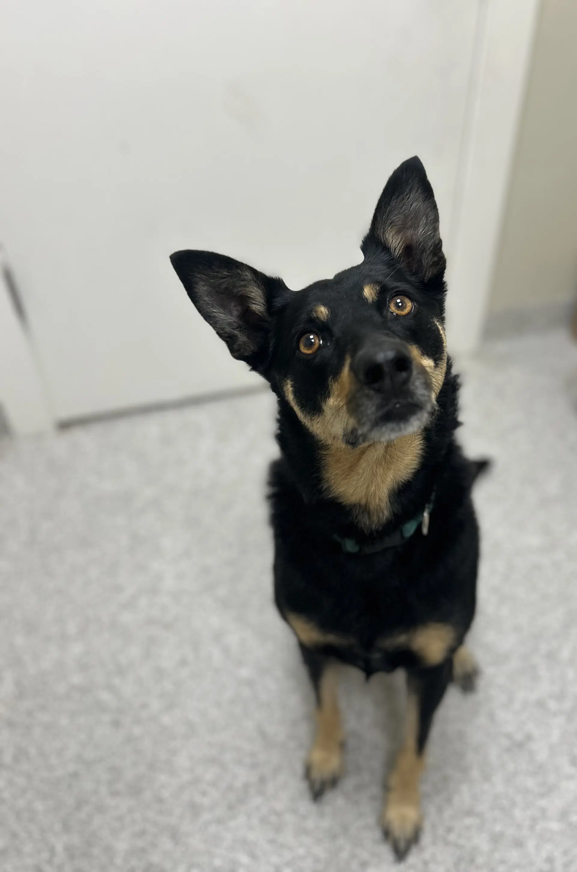 Ziva - Australian Kelpie