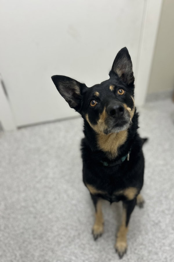 Ziva