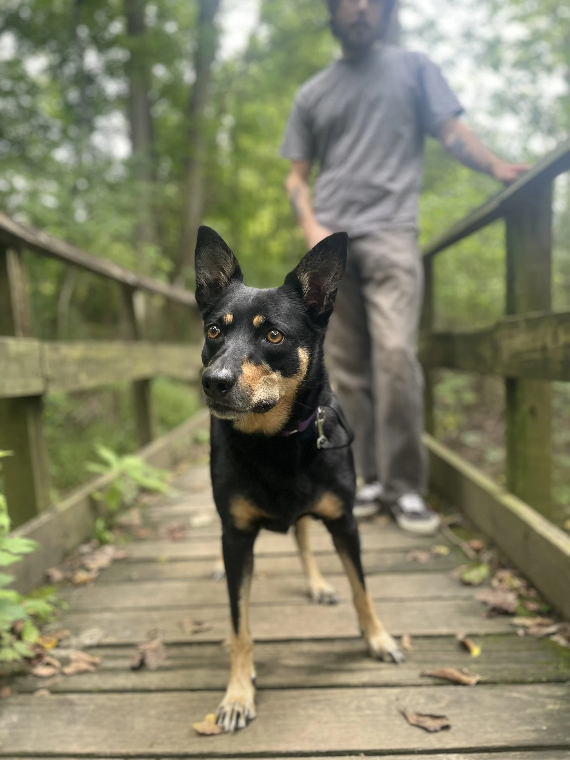 Ziva
