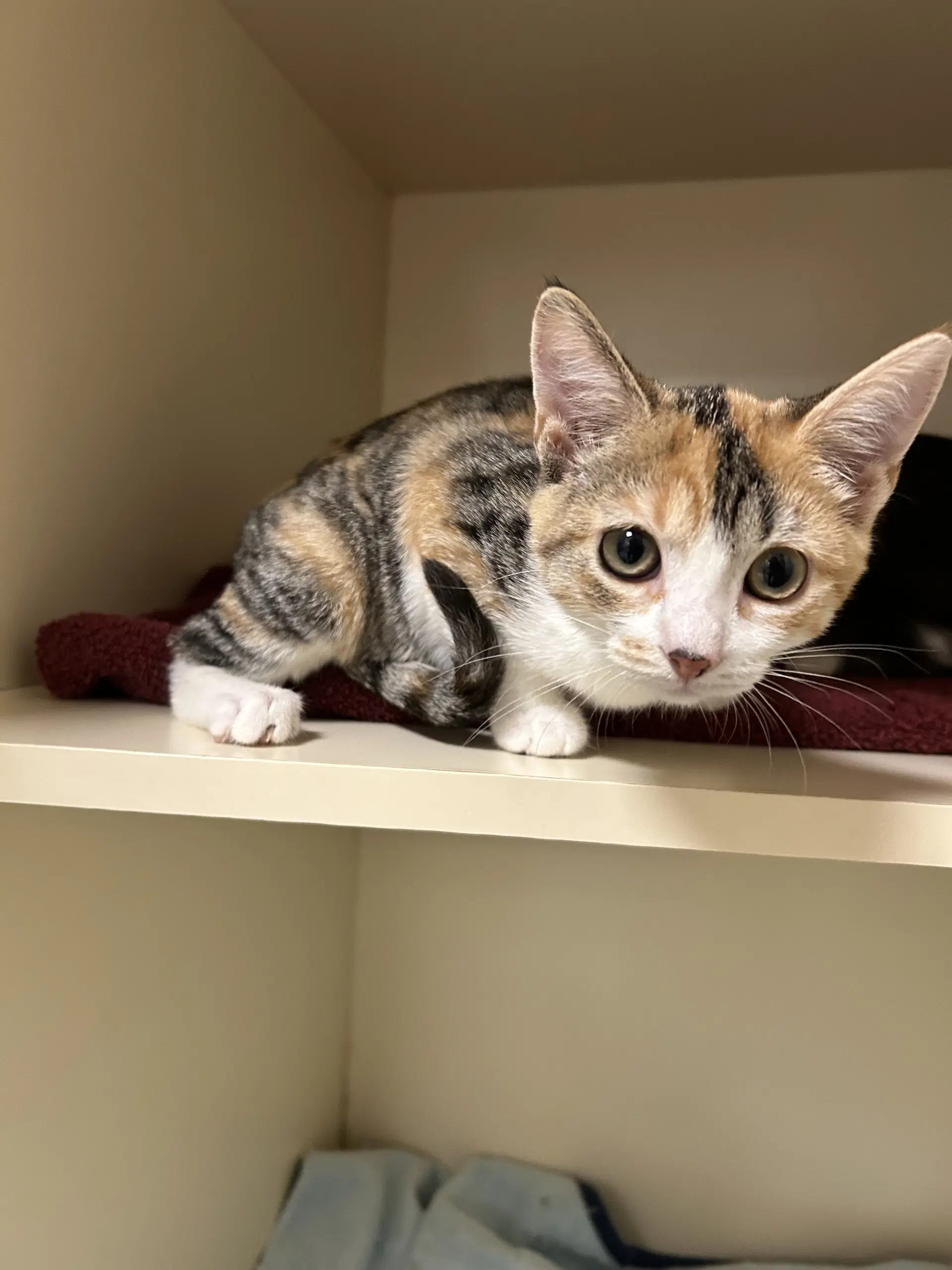 Gi-Gi - Domestic Short Hair