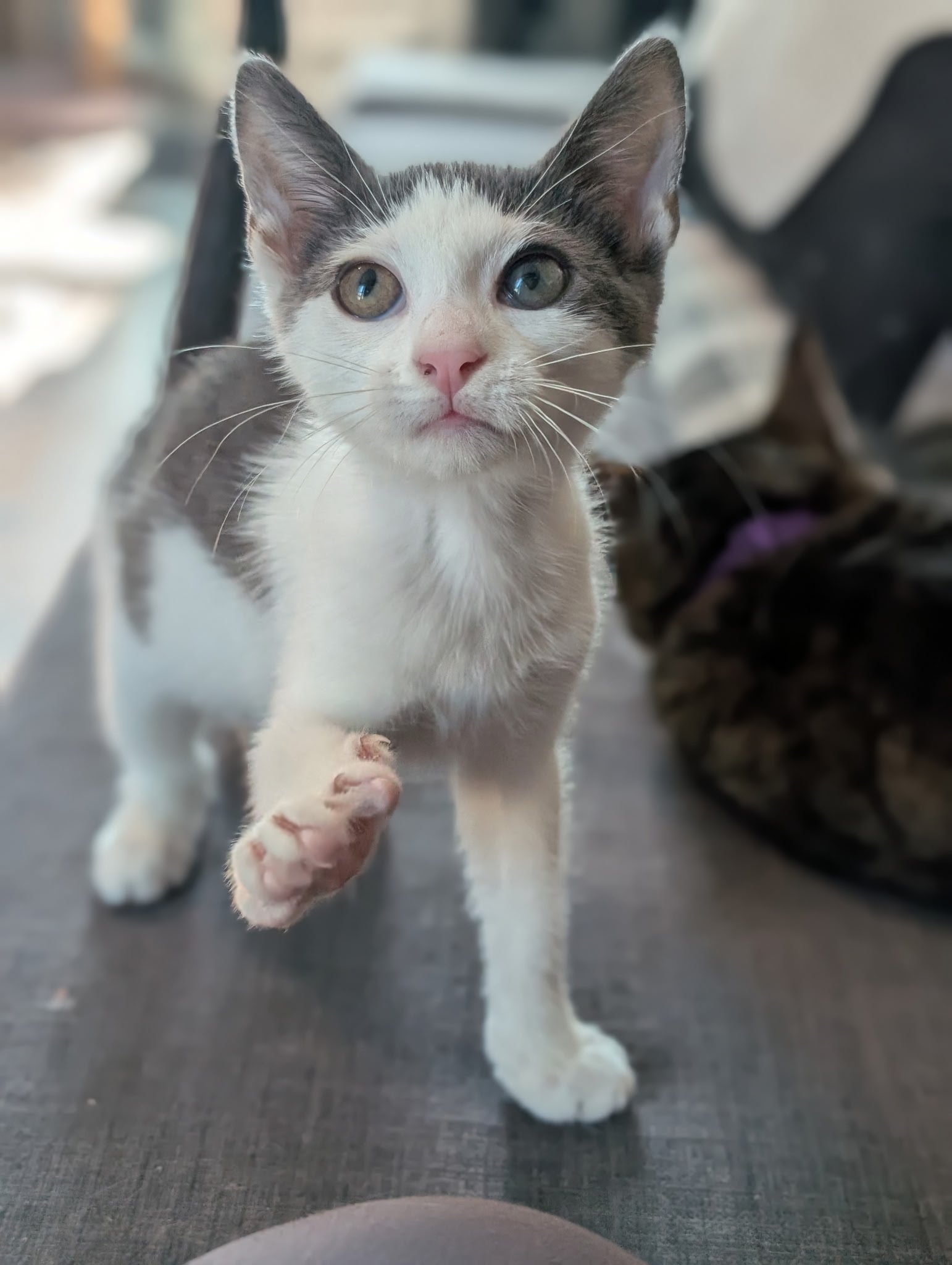 Almond, Domestic Short Hair