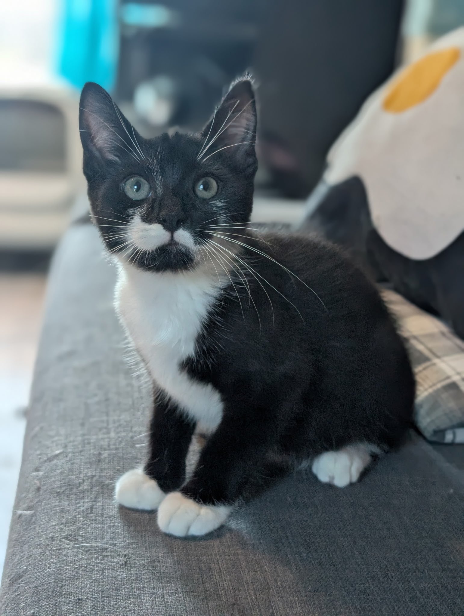Pistachio, Domestic Short Hair