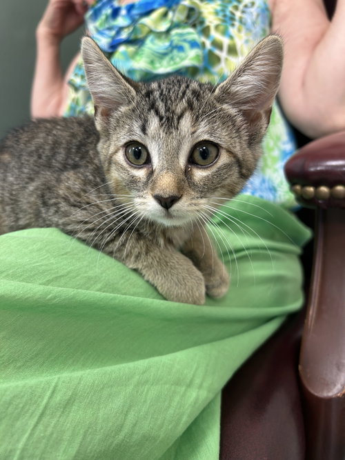 picture of the cat needing adoption