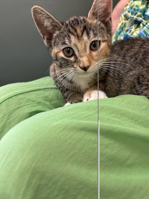 picture of the cat needing adoption