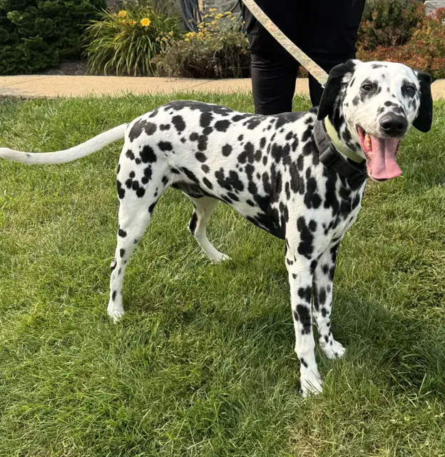 Guinness - Dalmatian