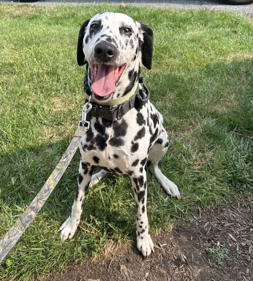 picture of the dog needing adoption