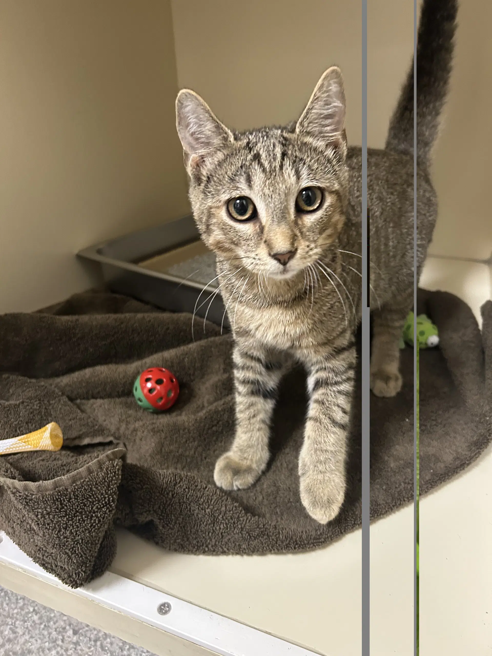 Shiva - Domestic Short Hair