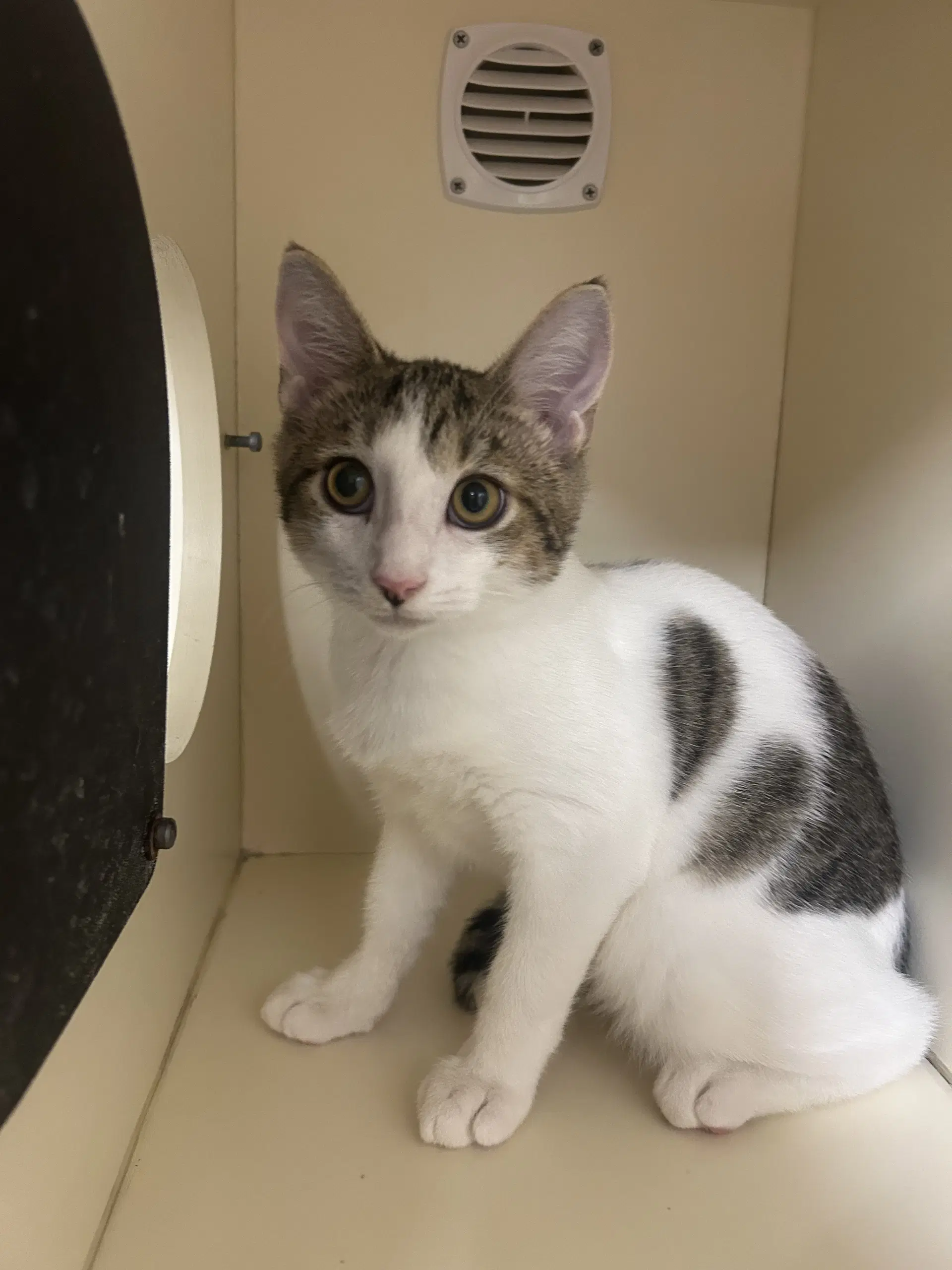 Brahma - Domestic Short Hair