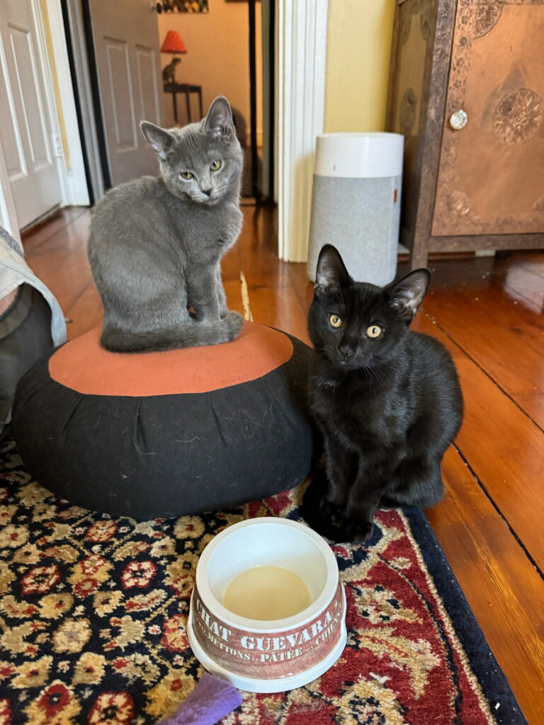 Pierogi, Domestic Short Hair